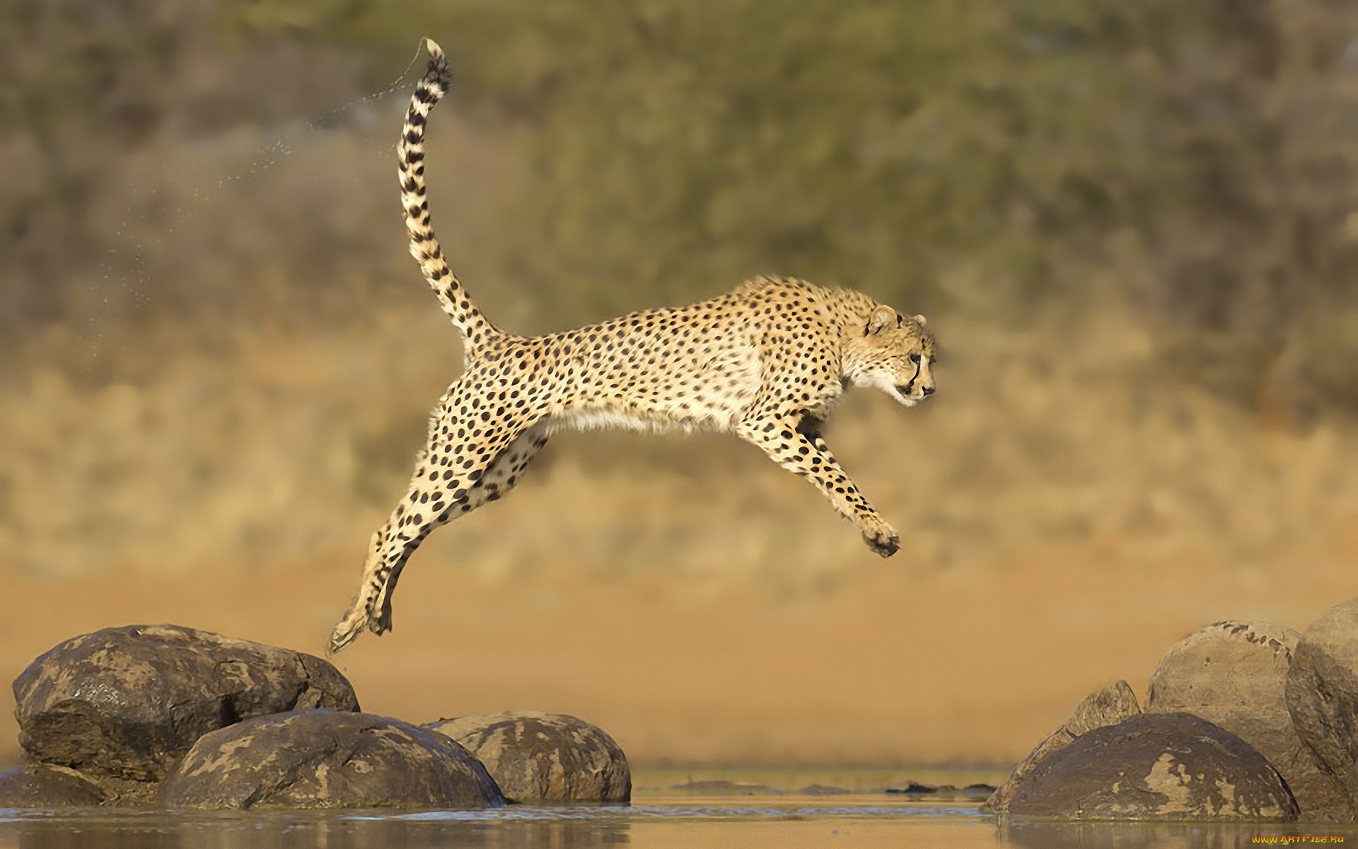 Прыганье позвоночных гепард